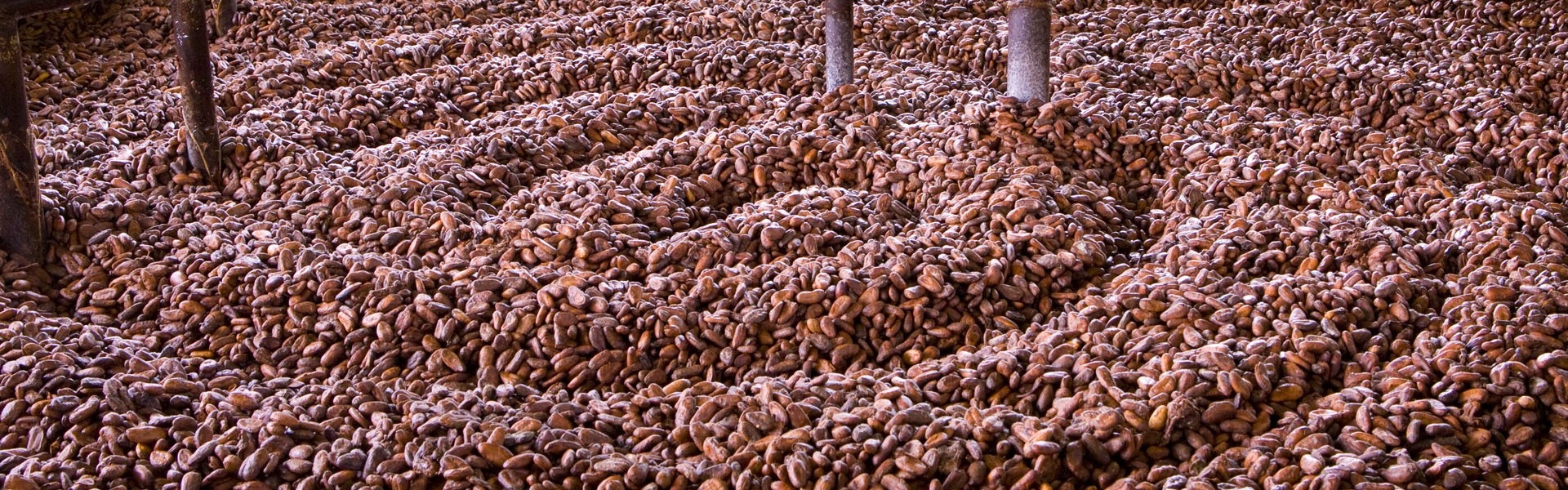 La sécurité alimentaire au cœur d'Olam Cocoa